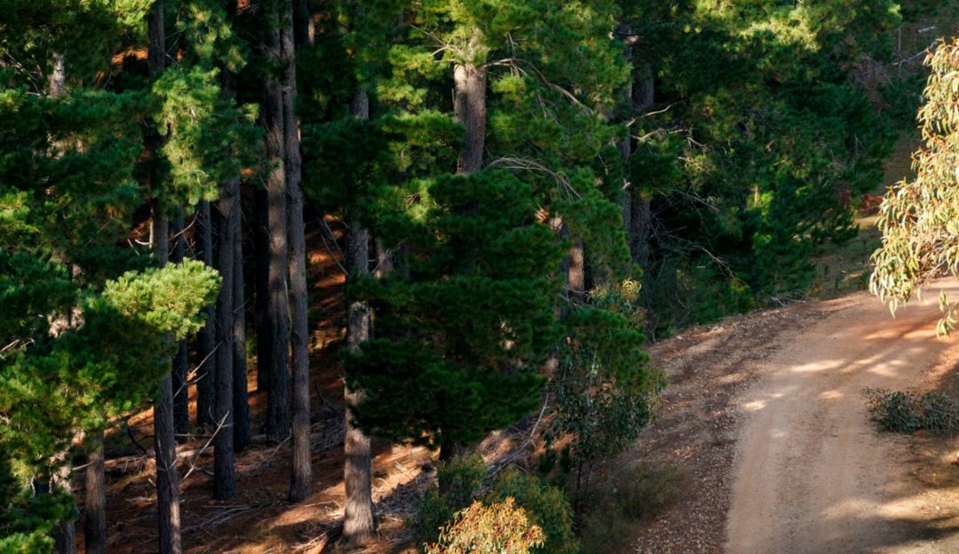 Australian Bushfire Emergency Wwf Australia