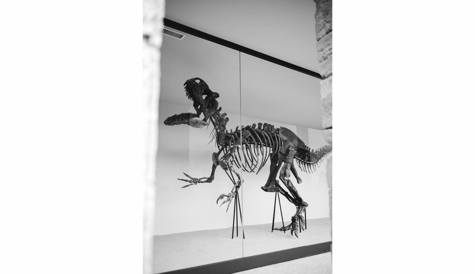 Le squelette original d’un dinosaure est également exposé dans les jardins.