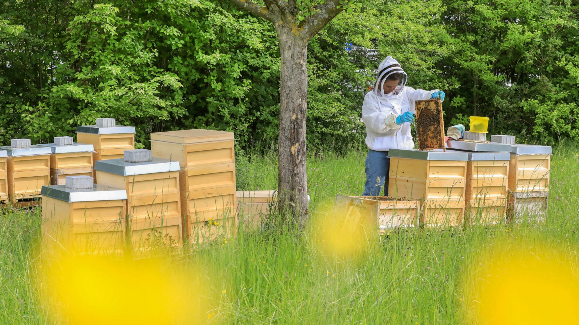Honigbienen in Zuffenhausen, 2020, Porsche AG