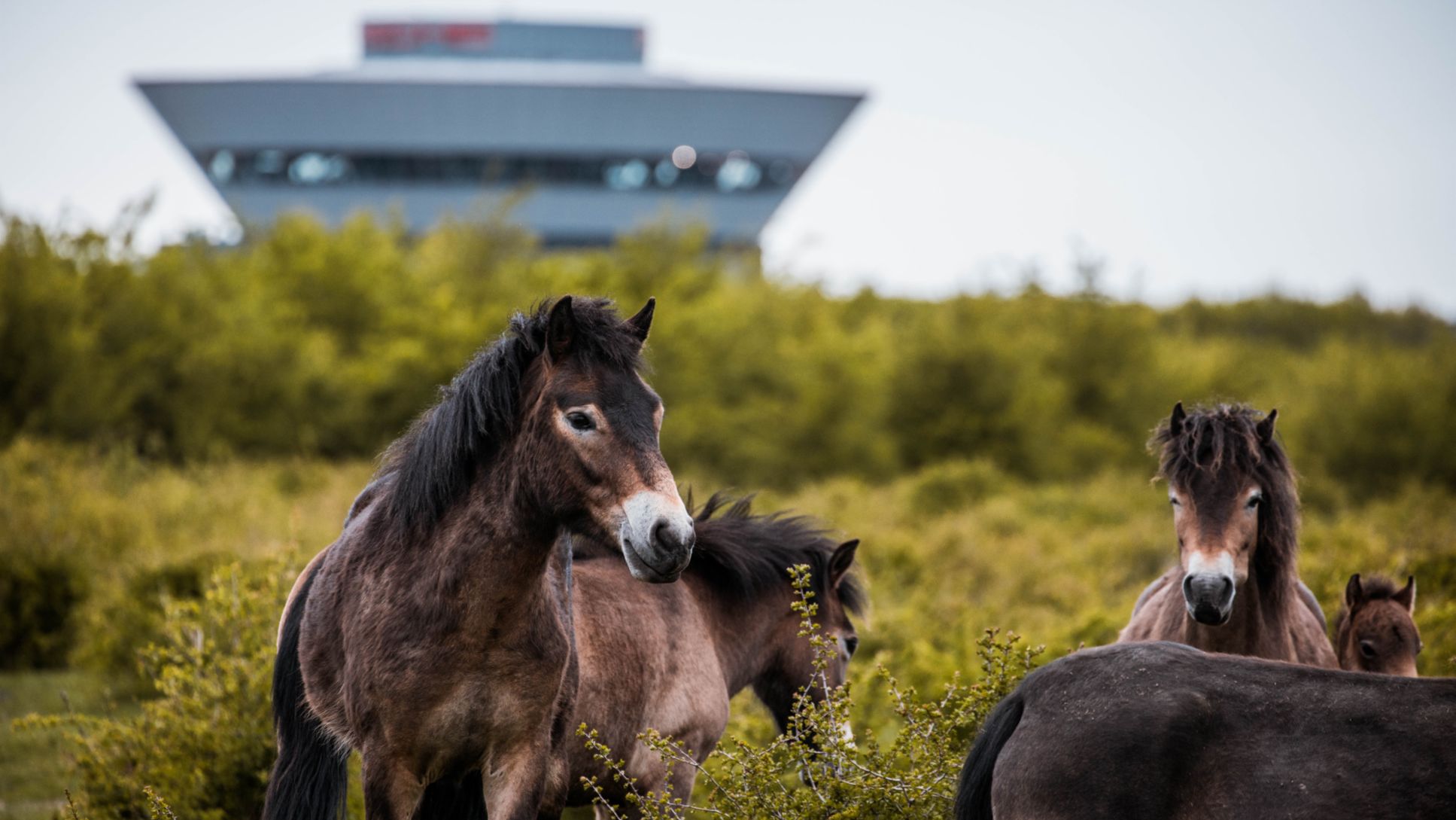 Exmoor ponies at pasture, Leipzig, 2019, Porsche Leipzig GmbH