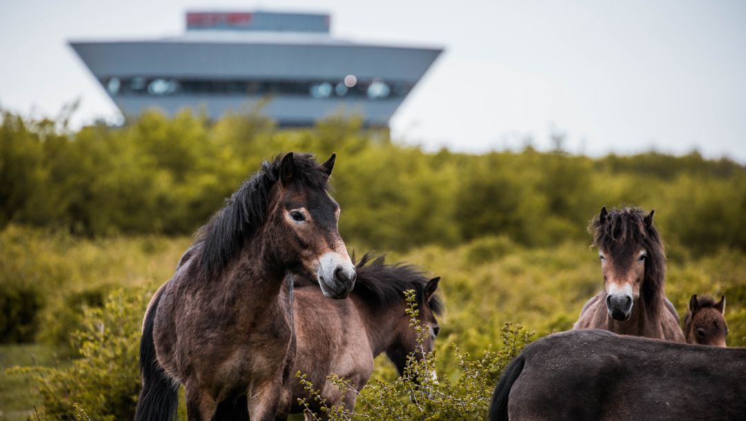 Exmoor ponies at pasture, Leipzig, 2019, Porsche Leipzig GmbH