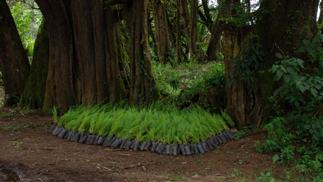 Porsche Guatemala y Grupo Los Tres reafirman su compromiso ambiental con la plantación de 1,250 árboles en Guatemala