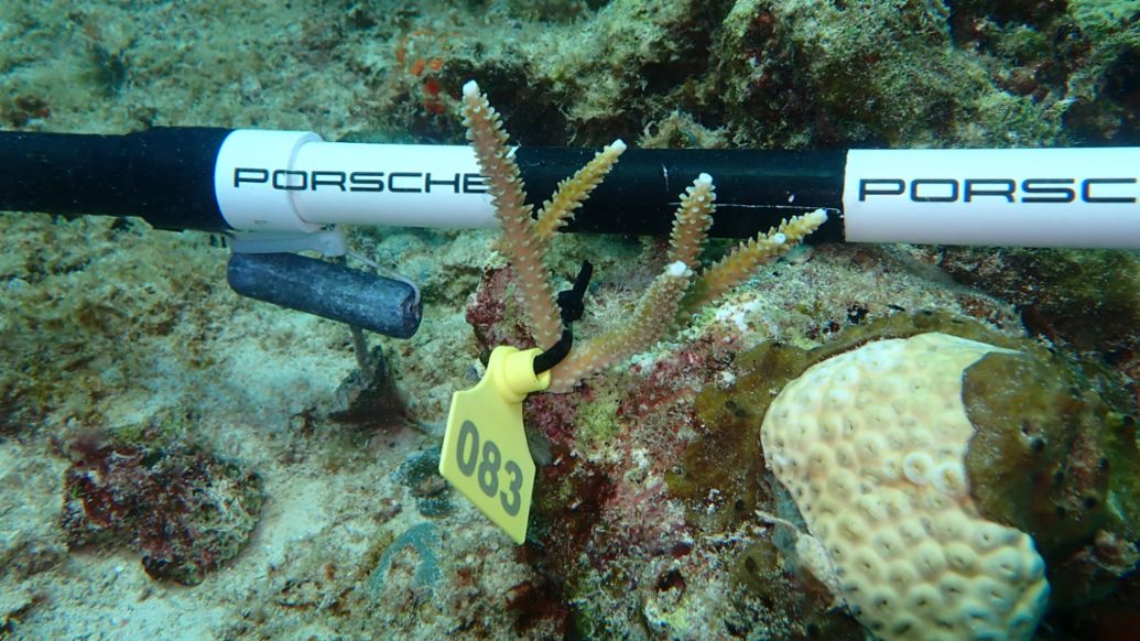 El proyecto "Tejido Aquavida" de Hurakaan Eco-T&aacute;ctica ha rescatado a especies de corales en peligro de extinci&oacute;n; Playa del Carmen, Quintana Roo, Porsche de M&eacute;xico, 2026.