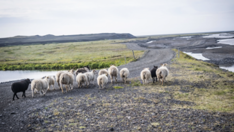 Fun facts about Iceland 