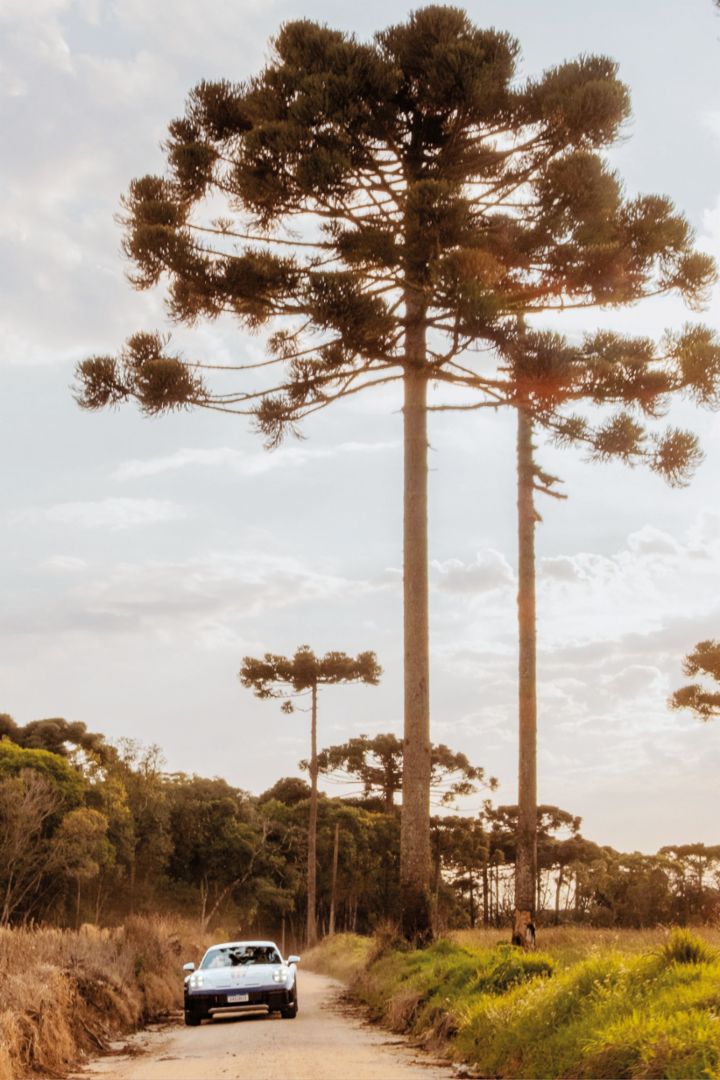 Ein weißes Auto fährt bei tief stehender Sonne eine unbefestigte Landstraße entlang, umgeben von hohen Araukarienbäumen und Graslandschaft.