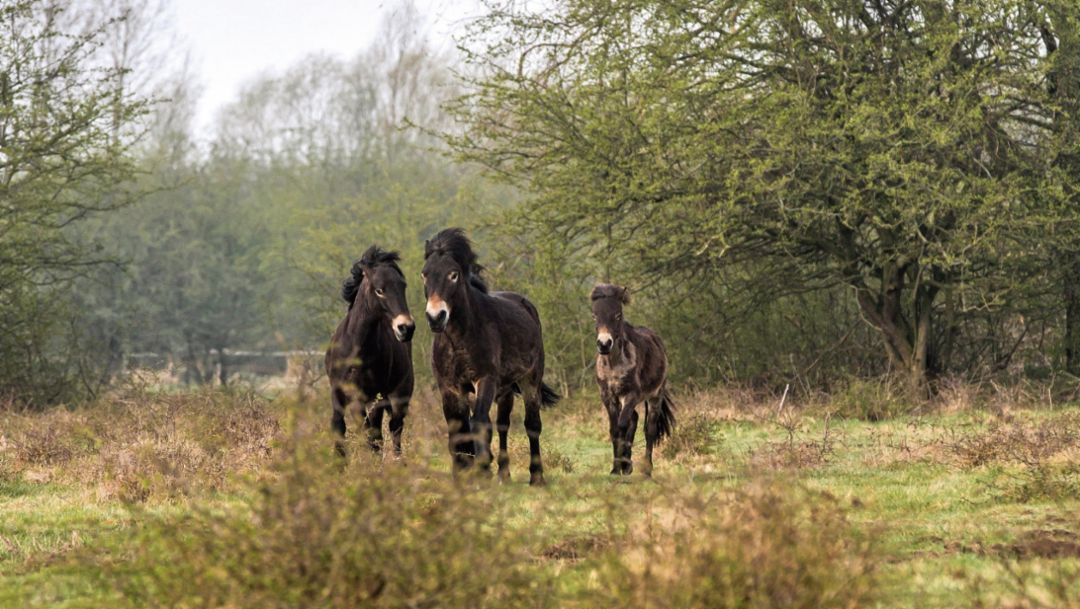 Exmoor-Ponys, Leipzig, 2018, Porsche AG