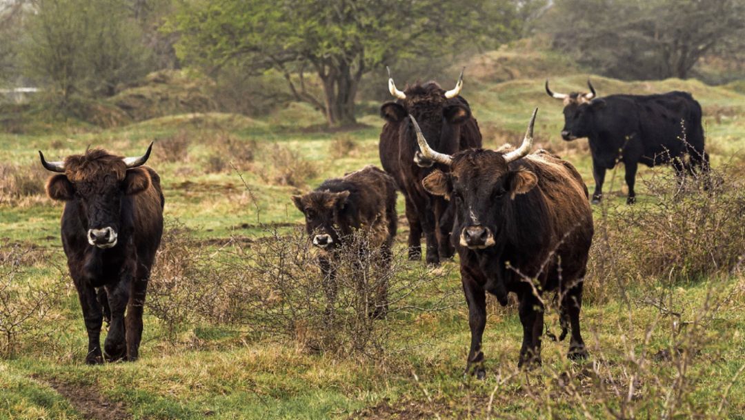 Auerochsen, Leipzig, 2018, Porsche AG