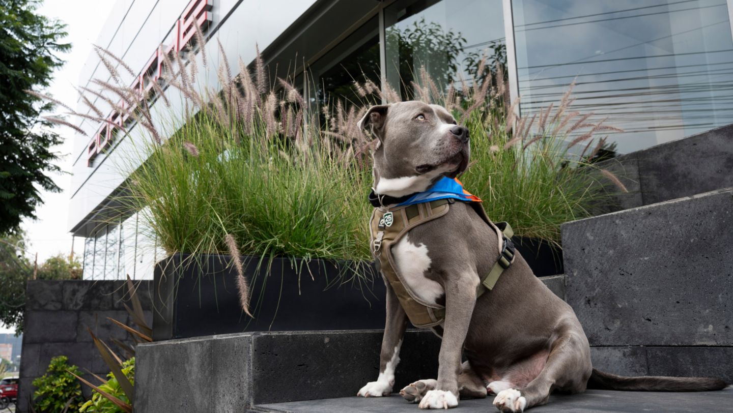 Porsche de México celebra la segunda edición de su jornada solidaria por el Día Mundial del Perro; Porsche de México, 2026.