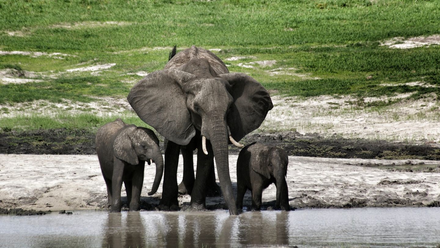 Elefantes, Parque Nacional de Chobe, Botsuana, 2020, Porsche AG