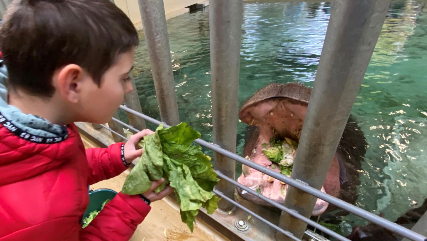 Make-A-Wish: Zachary feeds a hippo, 2022, Porsche AG