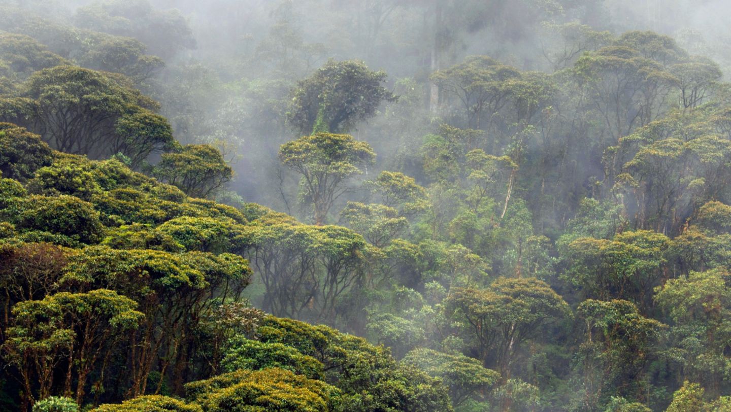 厄瓜多的雨林, 2018, 保时捷