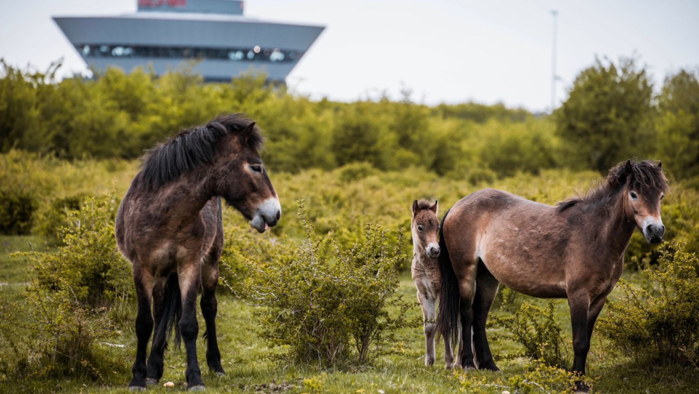 Exmoor-Ponys, Leipzig, 2017, Porsche AG