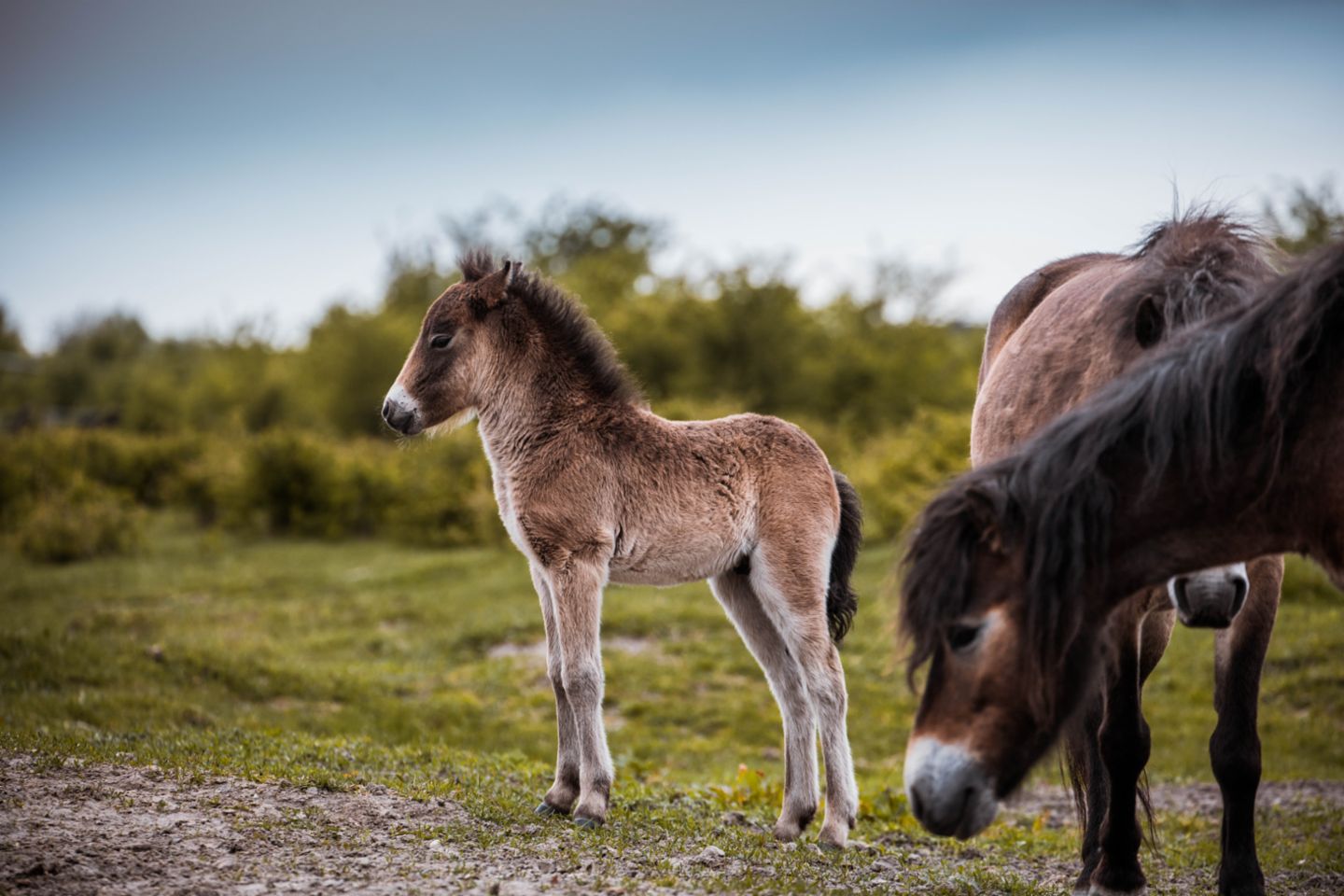 Exmoor ponies at pasture, Leipzig, 2018, Porsche Leipzig GmbH